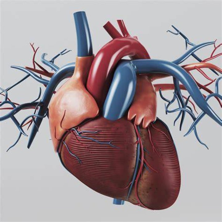 heart